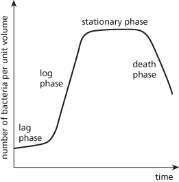bacterial growth curve