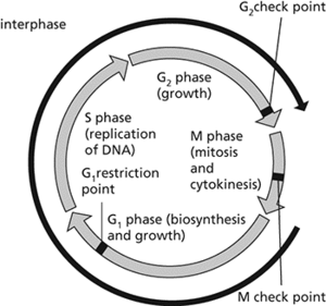 cell cycle