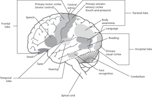 cerebrum