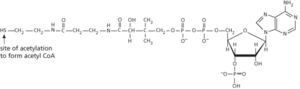 coenzyme A