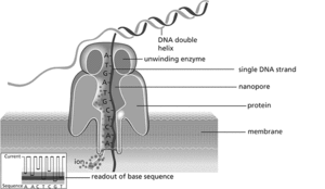 DNA sequencing