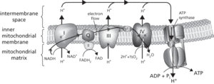 electron transport chain