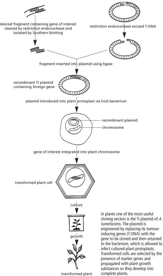 Genetically Modified Organisms