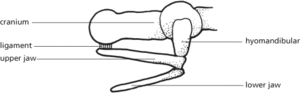 hyostylic jaw suspension