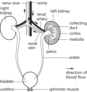 kidney