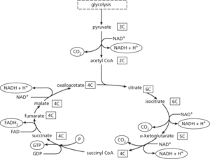 Krebs cycle