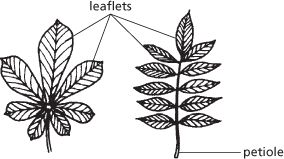 leaf
