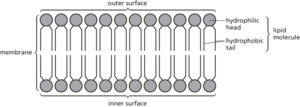 lipid bilayer