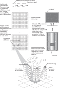 Microarray Technology
