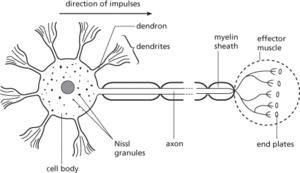 neuron