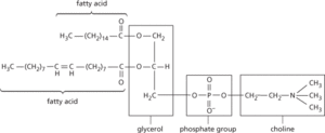phospholipid