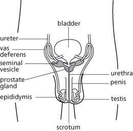 reproductive system