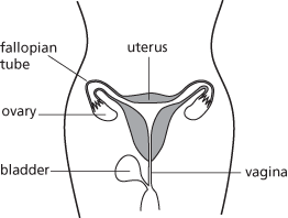 reproductive system
