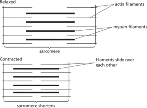 sliding filament theory