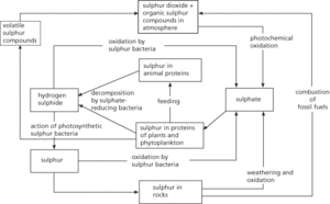 sulphur cycle