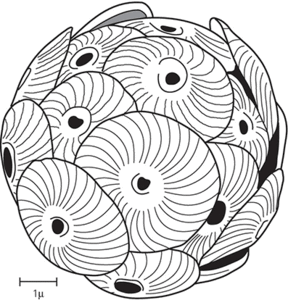 coccolithophorids