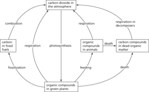carbon cycle