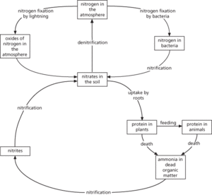 nitrogen cycle