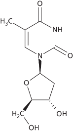 thymidine
