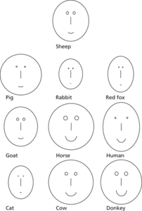 Chernoff faces
